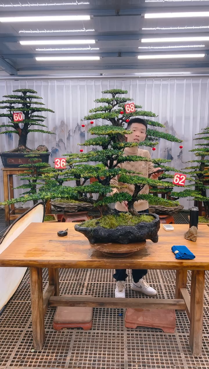 【闪购商品】紫砂精品盆景直播间一物一拍