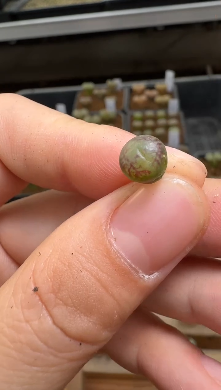 【闪购商品】1/22-129