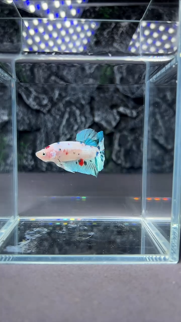 斗鱼竞拍链接A025