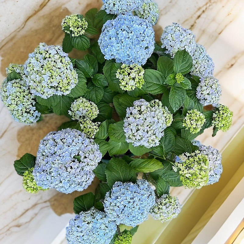 粉色大花绣球花卉盆栽庭院绿植易养耐寒