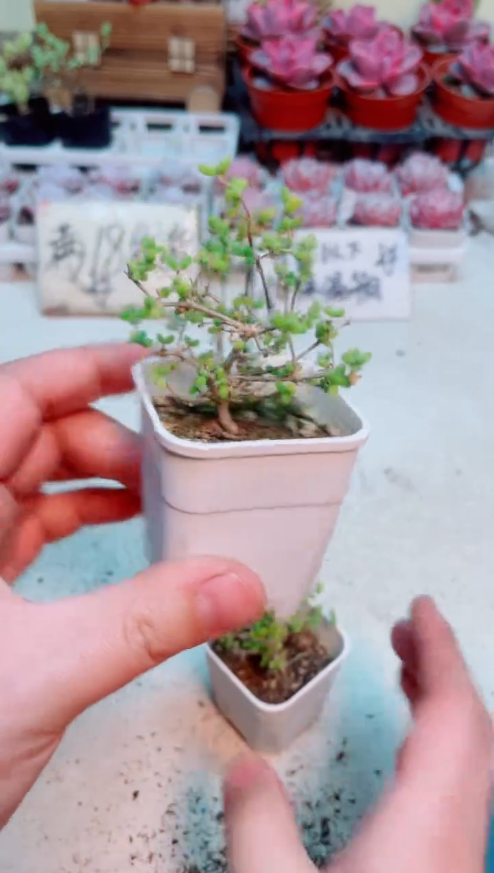 【闪购商品】米粒枝干