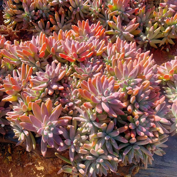 地栽秋丽 精品多肉 好看好养 云南发货