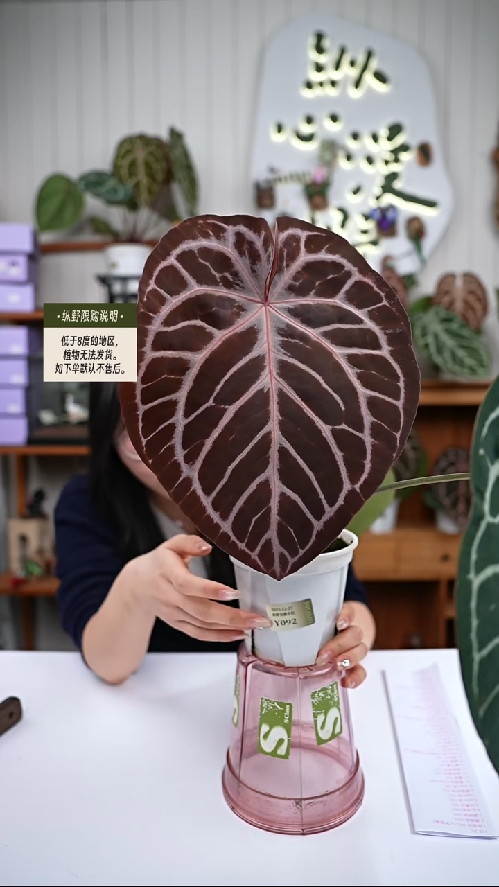 完全开放Y92女团杂