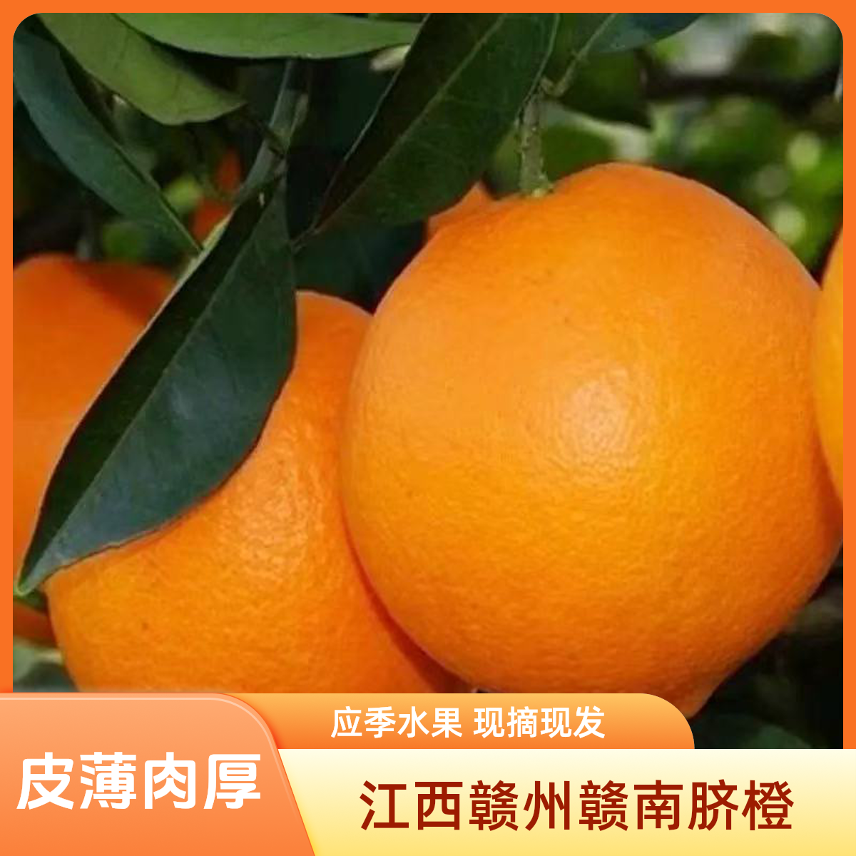 【赣南脐橙联播专属】顺丰包邮应季水果现摘现发自家果园爱媛果冻橙
