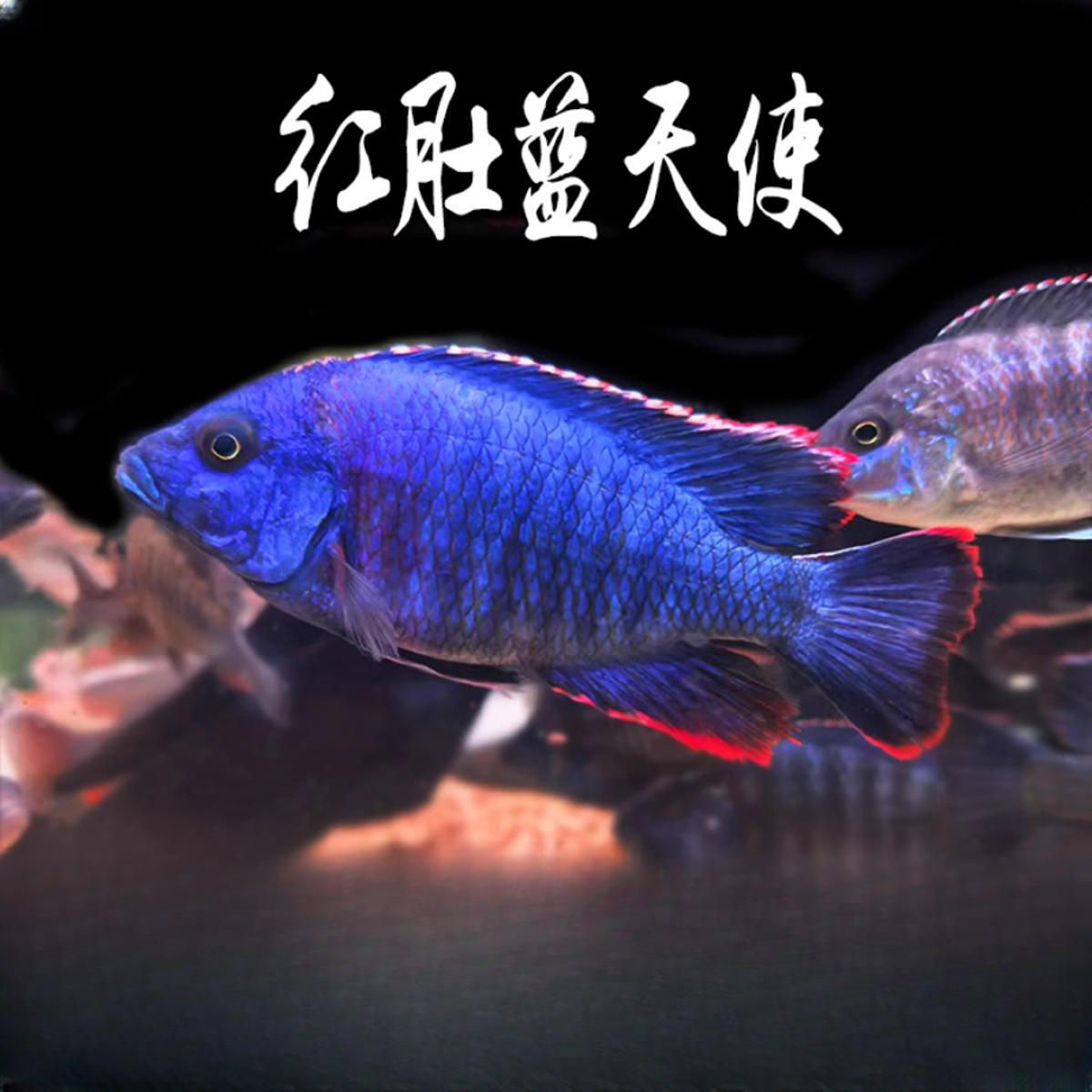 红肚蓝天使三湖慈鲷鱼热带淡水观赏鱼新手鱼非洲王子皇帝火鸟慈鲷