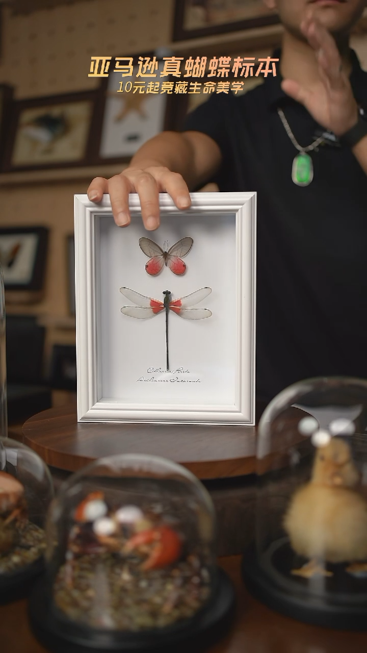 玫瑰绡眼蝶+赤基色蟌8寸欧式白框