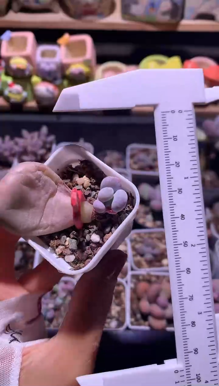 油煎奶酪多肉，满28包邮，不满发一个叶片到付