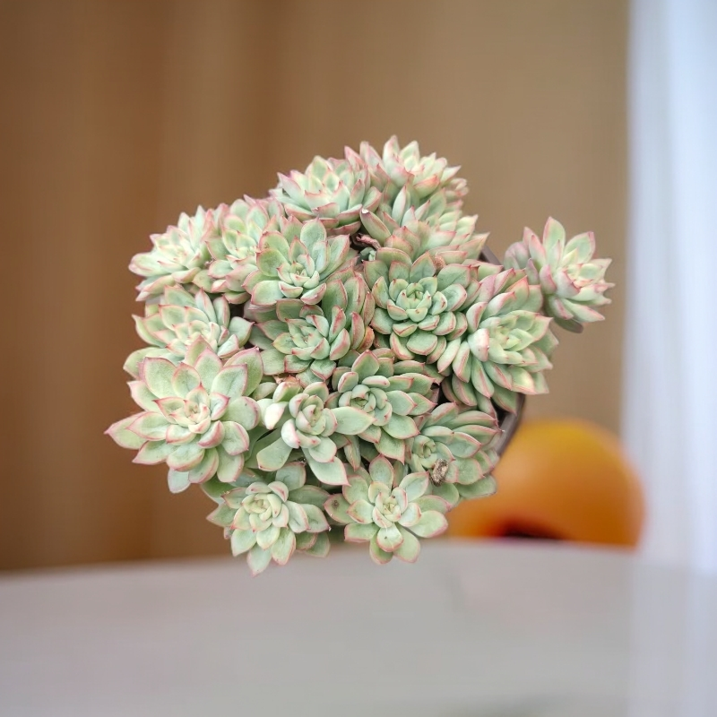 女雏多肉 （九点九元包邮）以直播间展示为标准                   