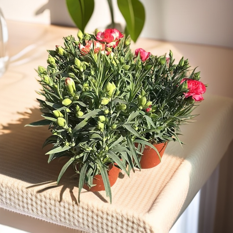 康乃馨盆栽带花苞四季开花盆栽阳台室内好养活