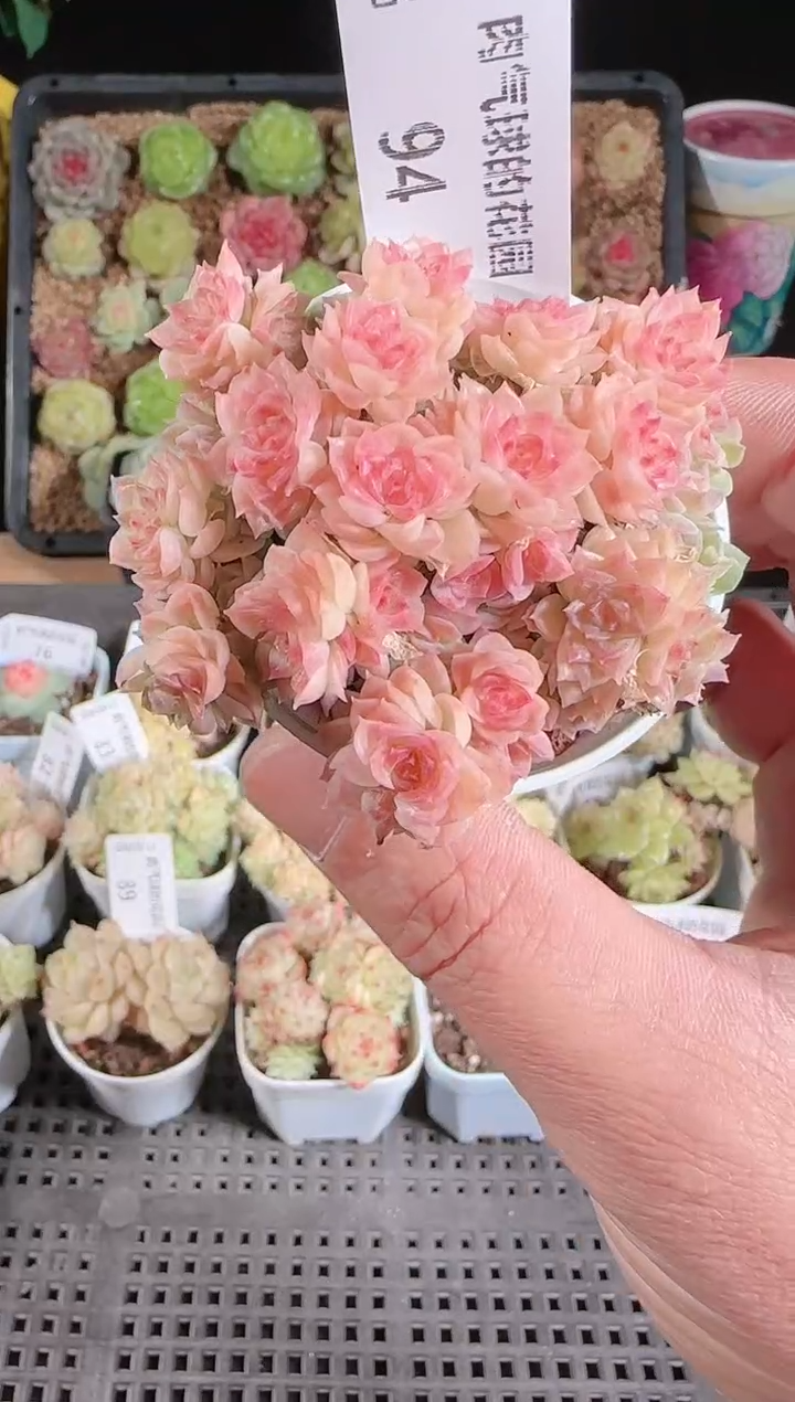 多肉1128-94群生不包整