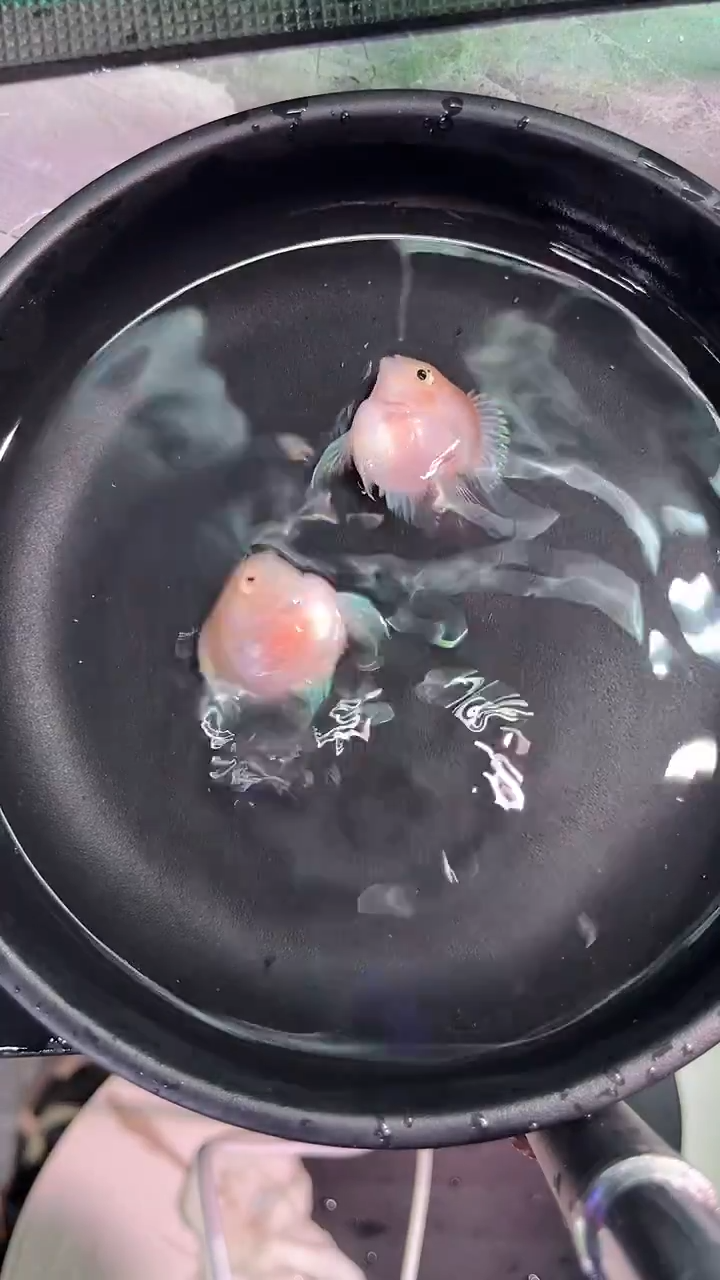 鹦鹉鱼42424242424242