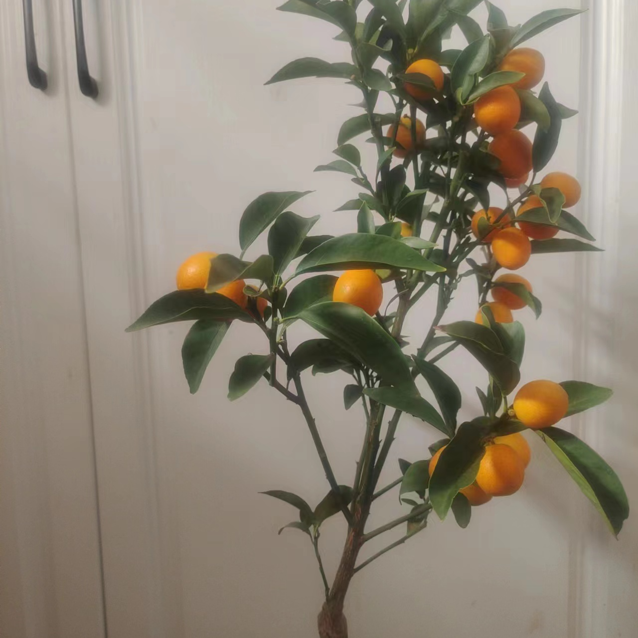 柑橘苗一物一拍土球发货快递中有落叶落果情况介意别拍售后一个月