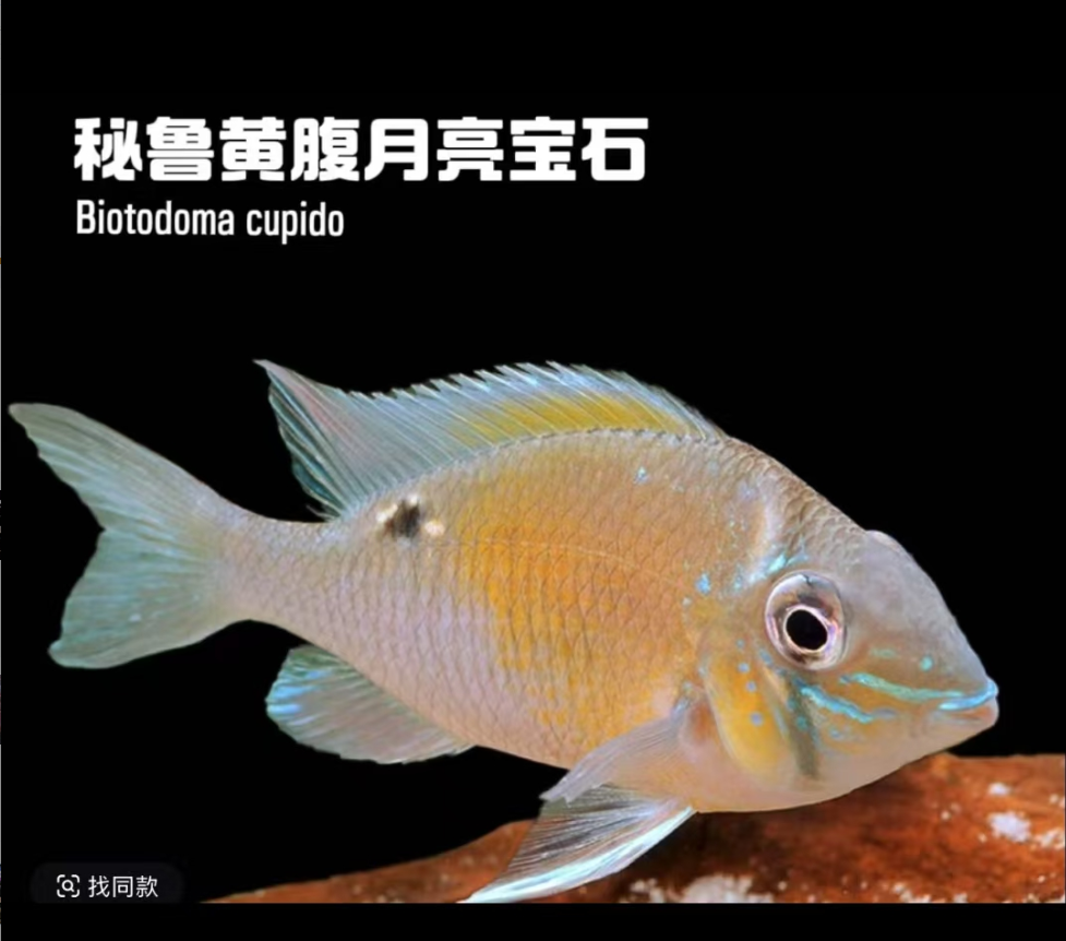 黄腹/油彩/燕尾/圣塔伦月亮宝石 