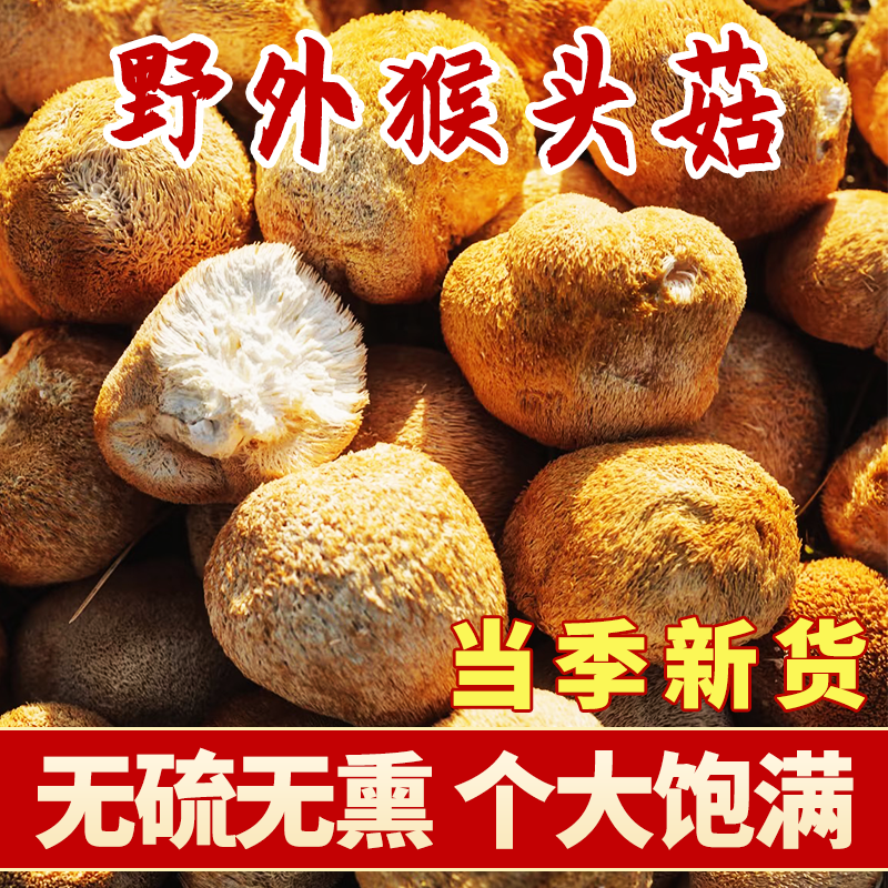 啊影寻百草 深山采摘自然晾晒菌香浓郁的猴头菇