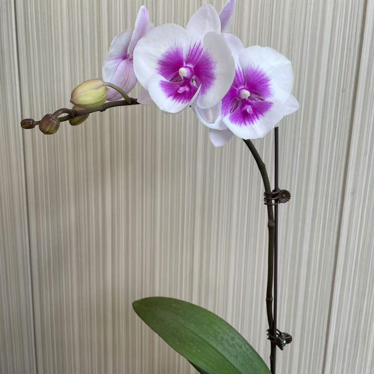 （喜鹊）A级精品蝴蝶兰