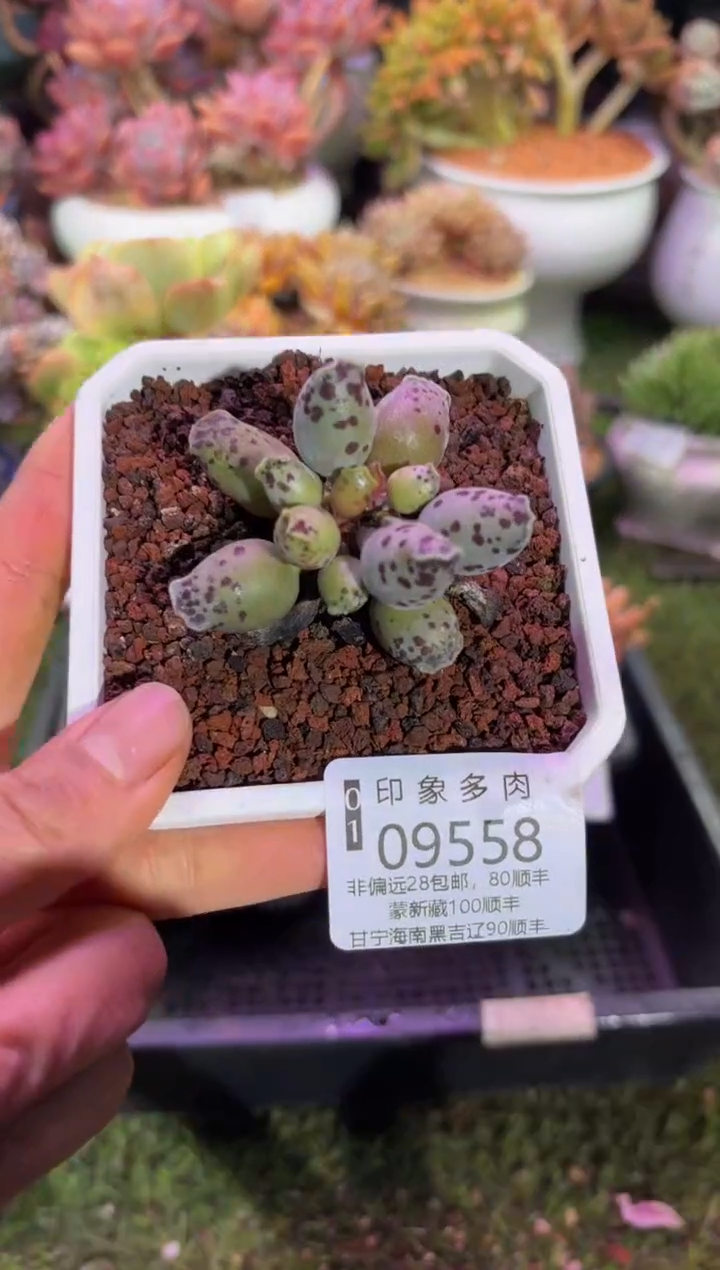 【闪购商品】09558