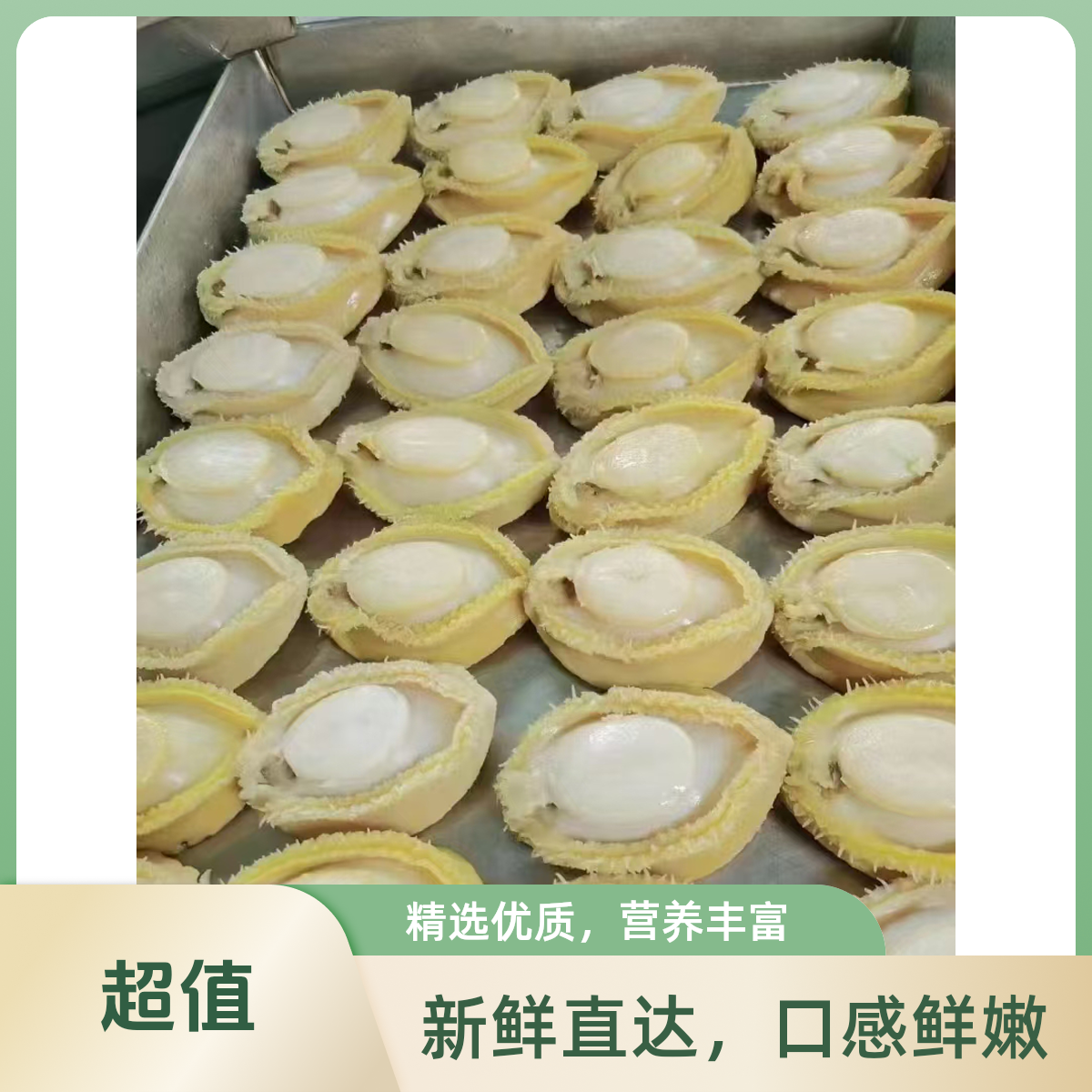黄金鲍鱼肉1斤20头