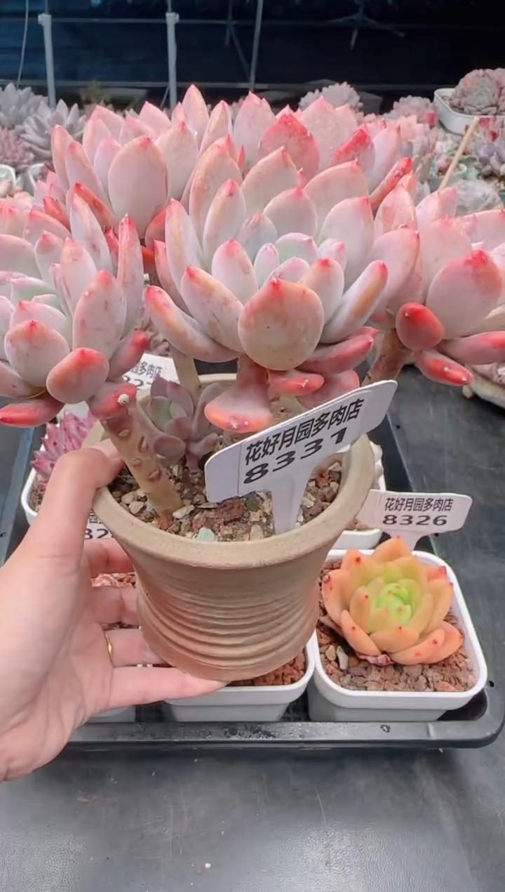 【闪购商品】8331灰姑娘