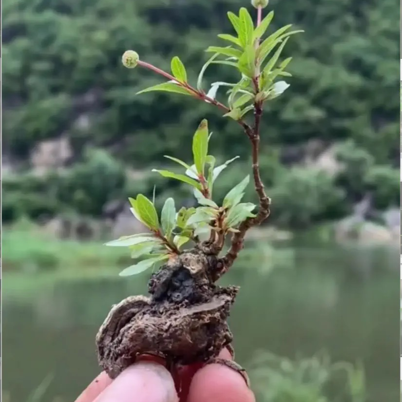 栀子花盆景美观适合办公室室内书房客厅，直播间一物一拍