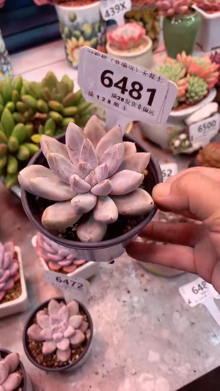 6481（一物一拍，精品多肉，w所见即所得 ）