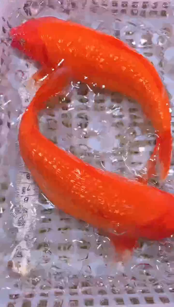 锦鲤冷水观赏鱼全场包邮177