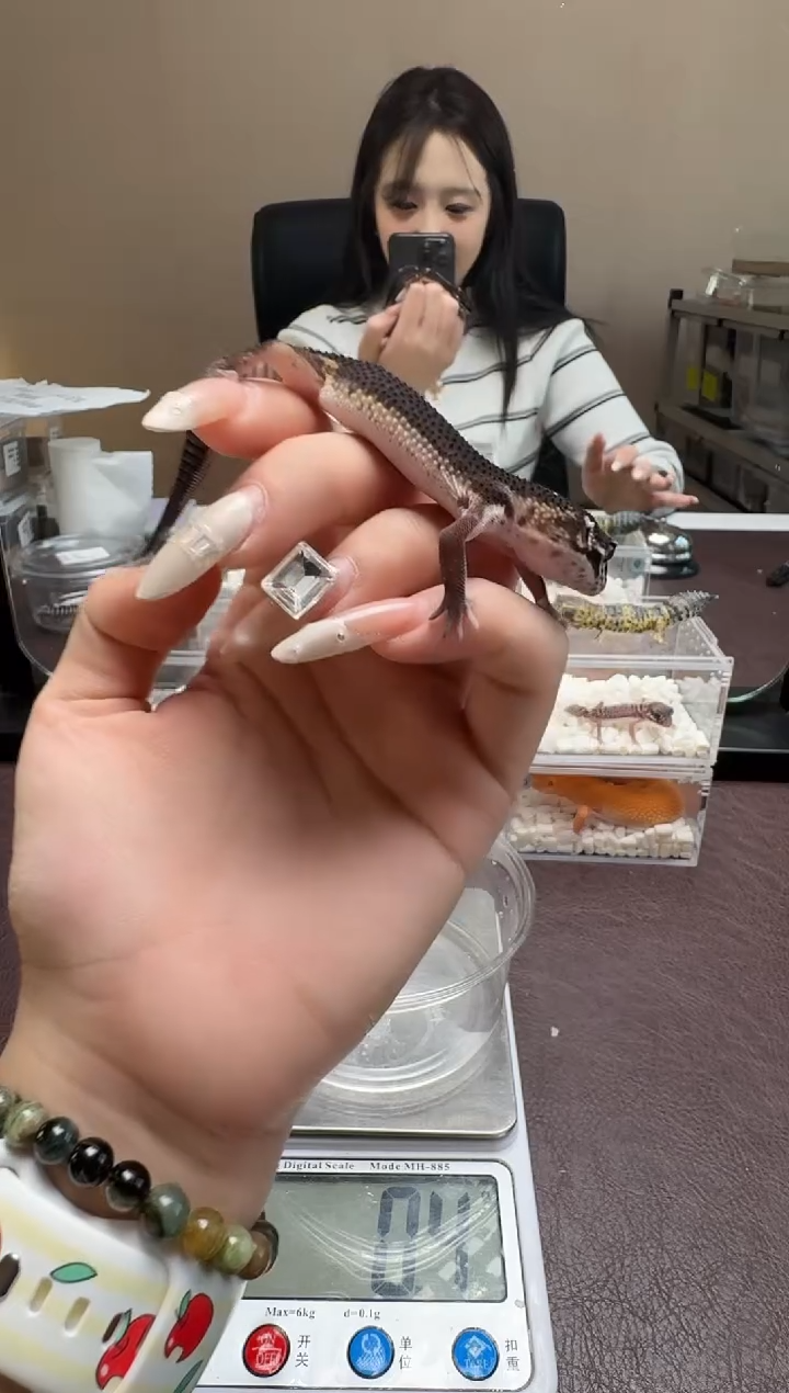 豹纹守宫鳞与尾 Scale Tail 爬宠