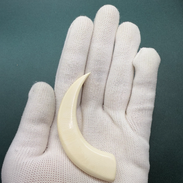 E6212天然猛犸牙牙尖支持鉴定 假一罚四