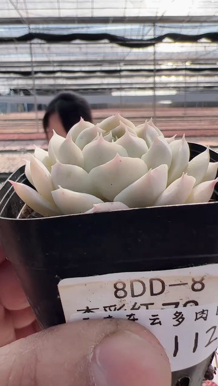 【闪购商品】福利款多肉-112