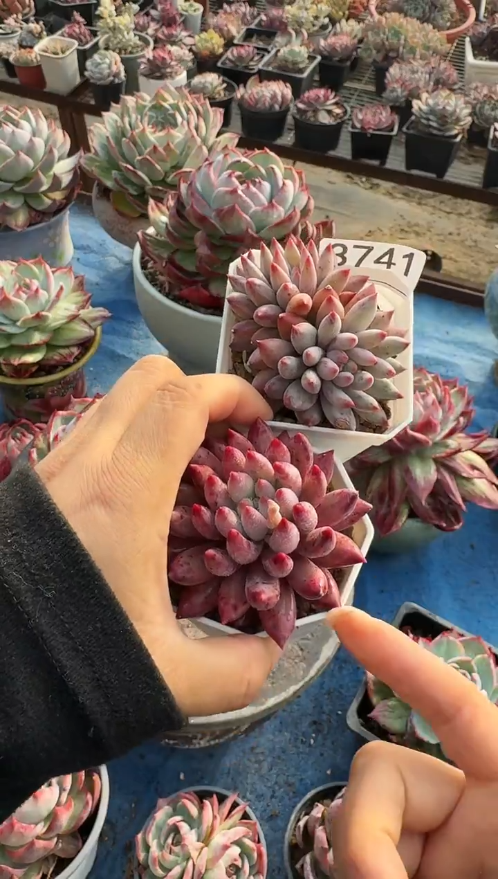 3741两颗虞美人====