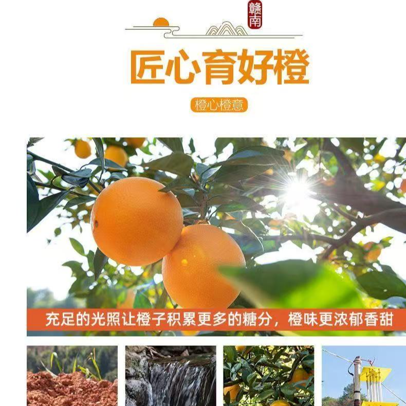 双12福利购 正宗赣南脐橙   云仓发货  皮薄多汁江西省