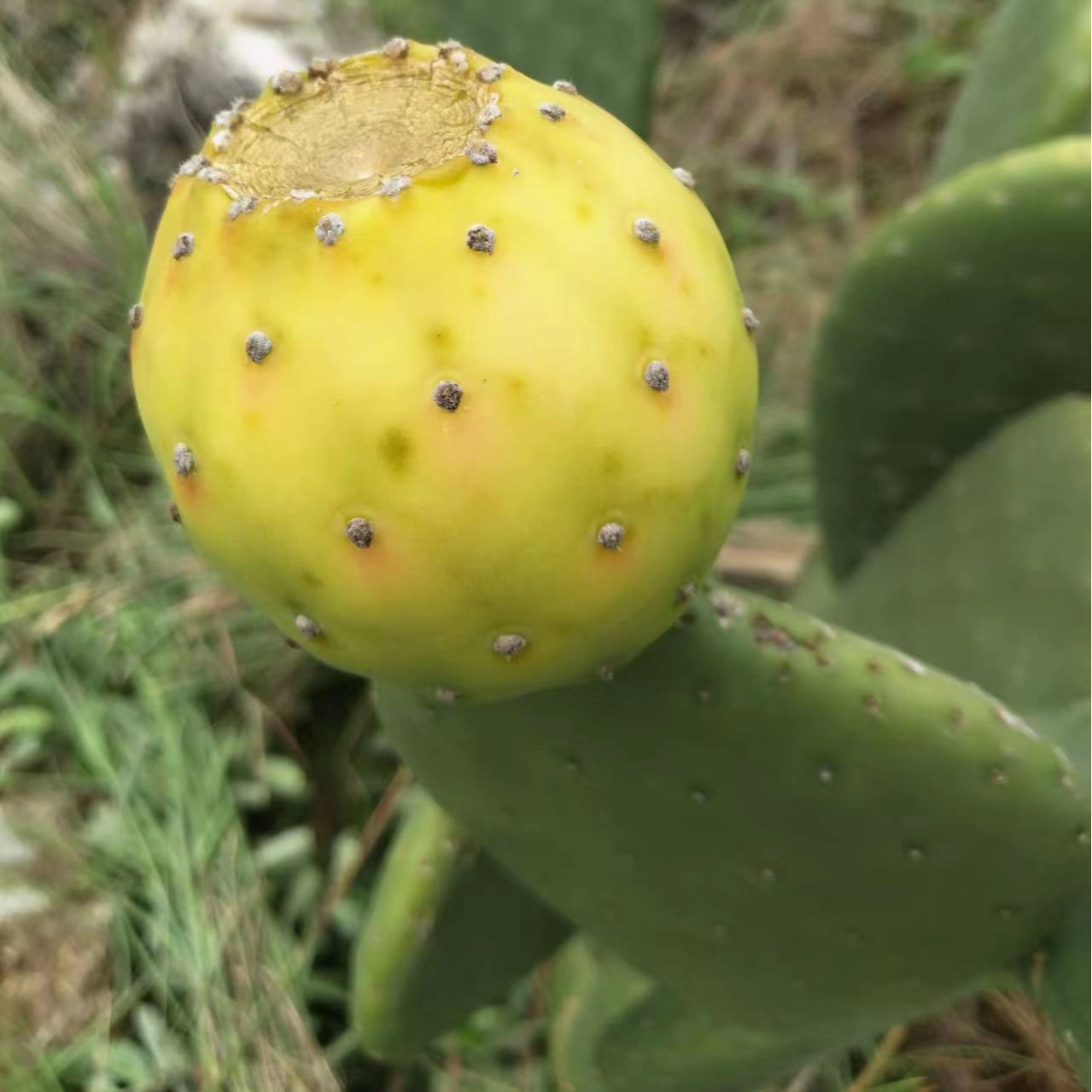 【冰淇淋仙人掌】意大利进口双色花果白刺极少种植片/1片装30cm以上