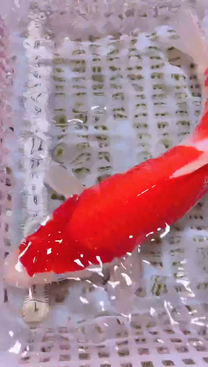 锦鲤冷水观赏鱼全场包邮33
