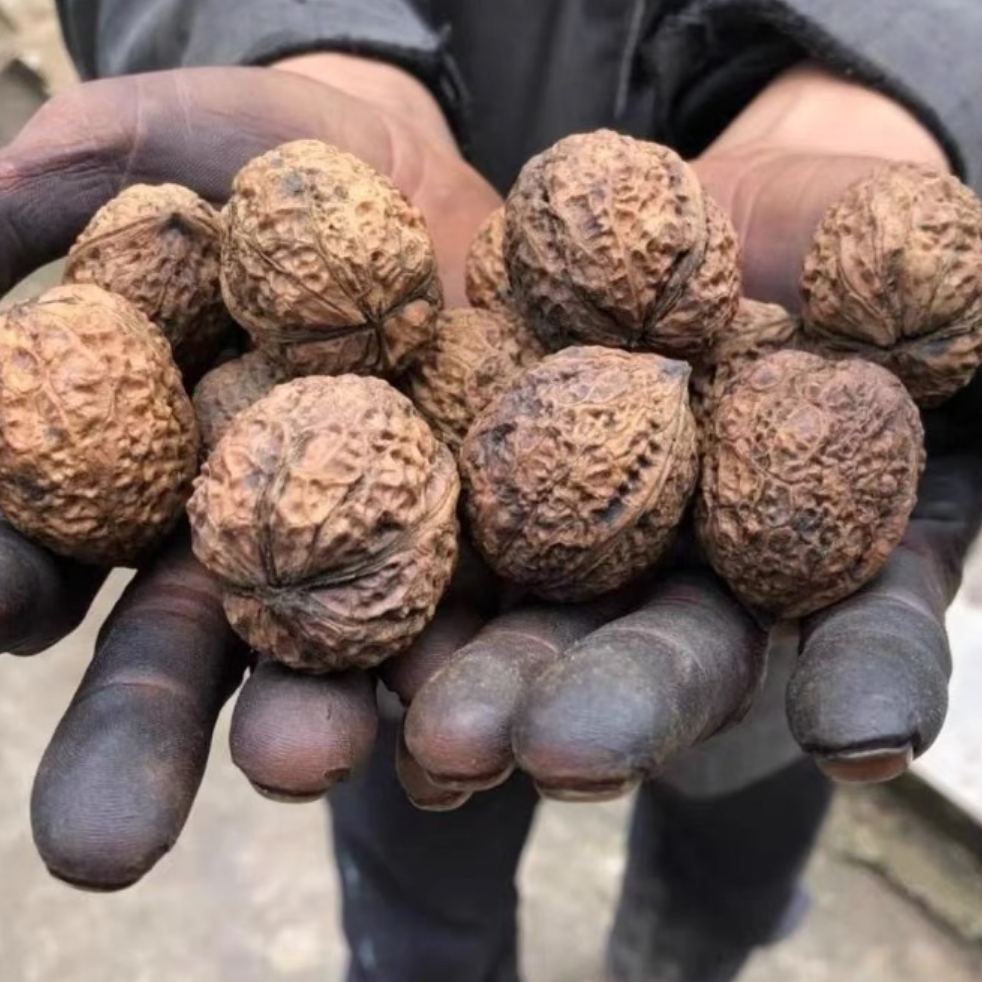 滇西农品（核/陶）非菌菇