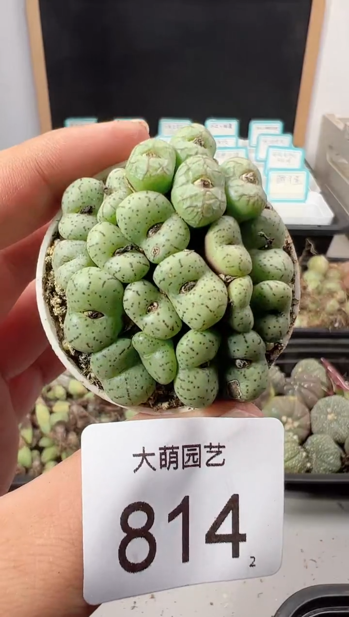 【闪购商品】++++814