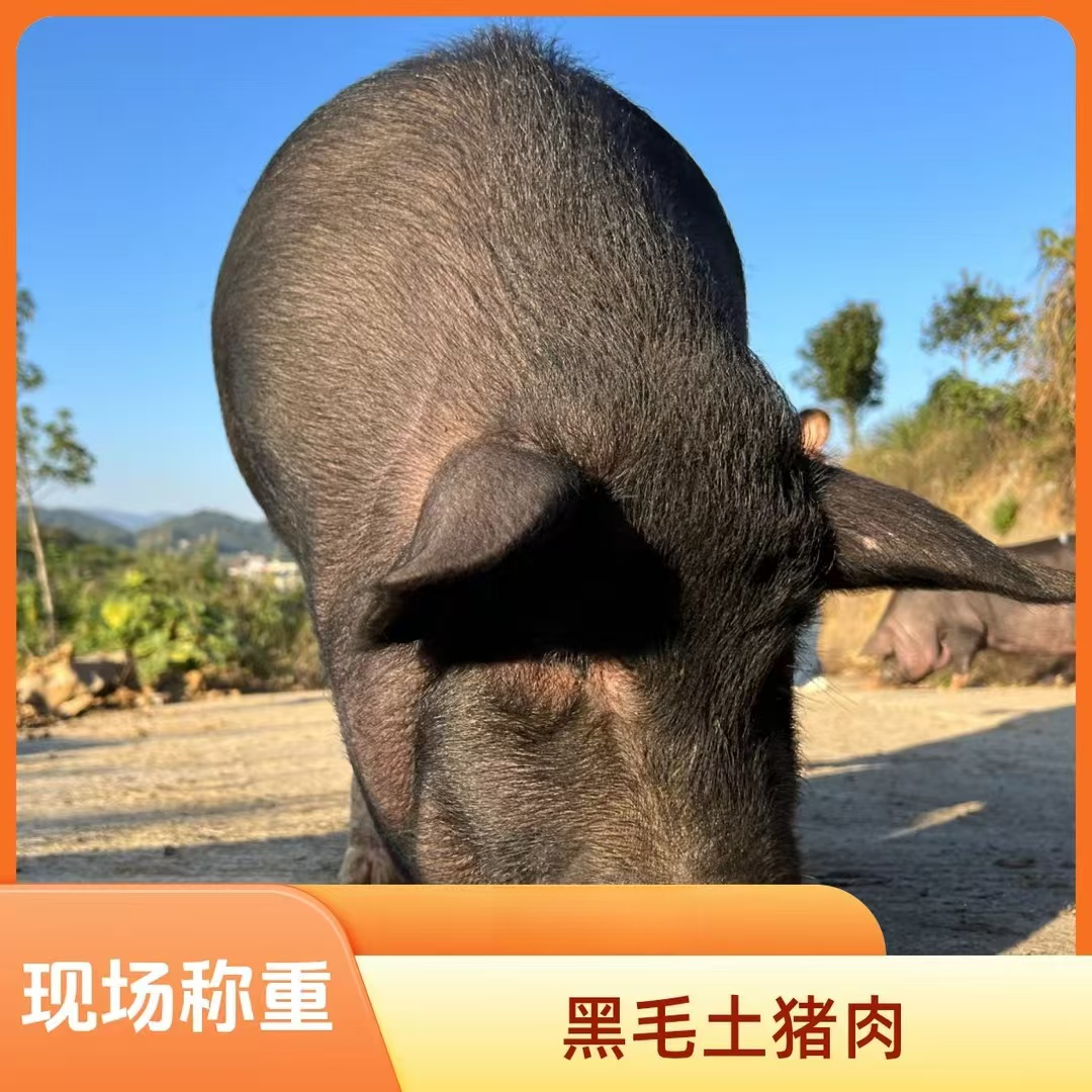 粮食土猪肉现场称重 冷链包邮