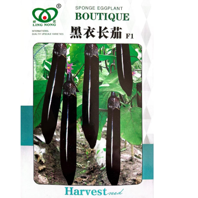 黑衣长茄种子 肉质细腻 口感好光泽靓丽