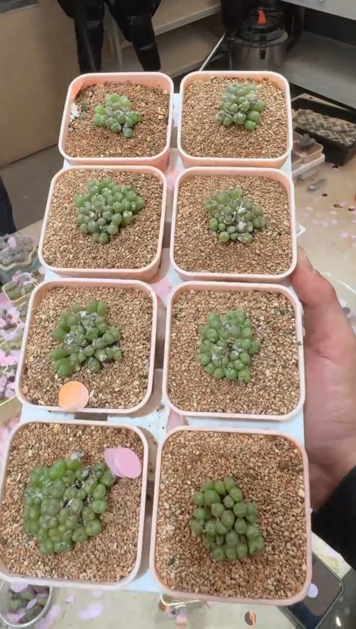 192多肉植物肉锥杂交一颗