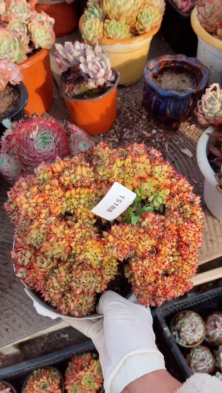 【闪购商品】15188