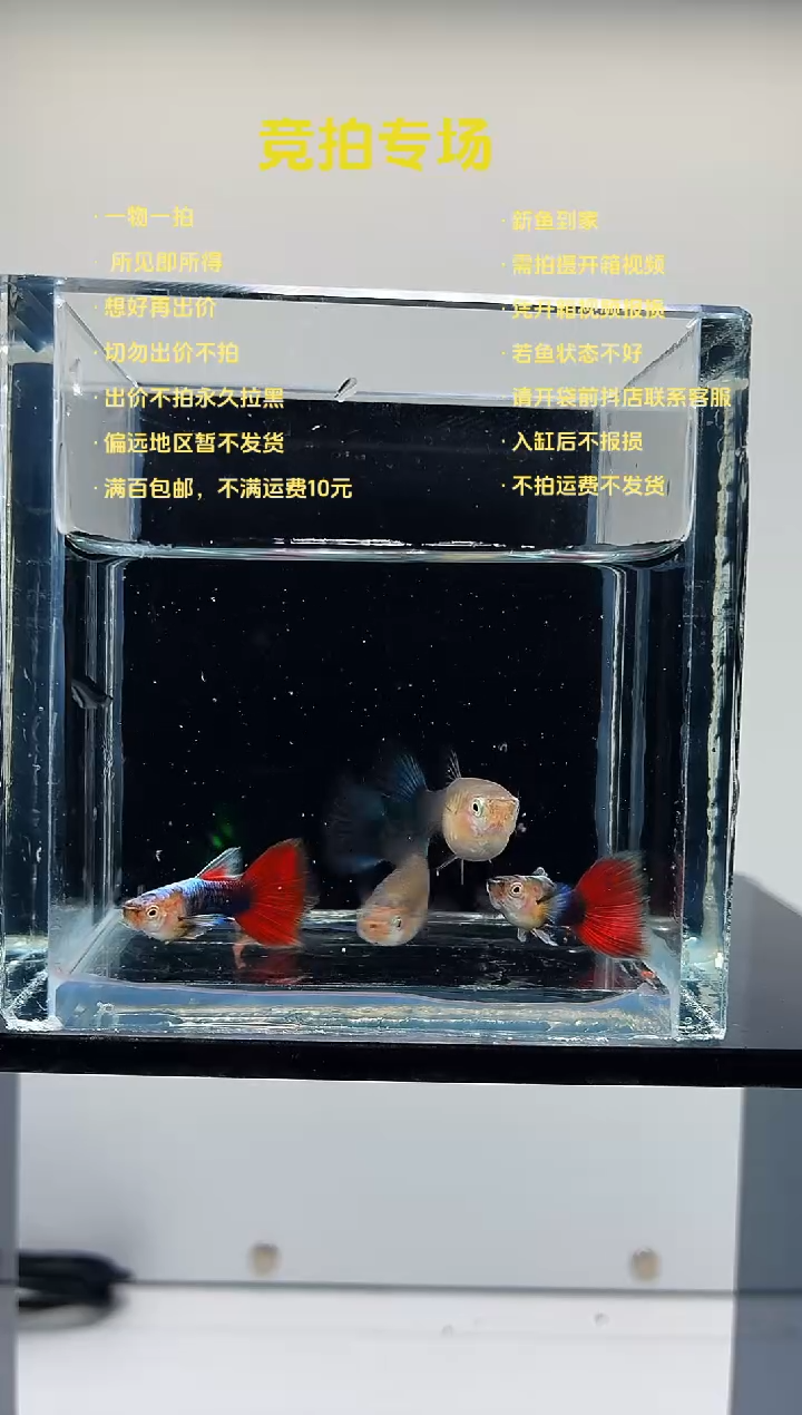 蓝礼服跑红两对-95