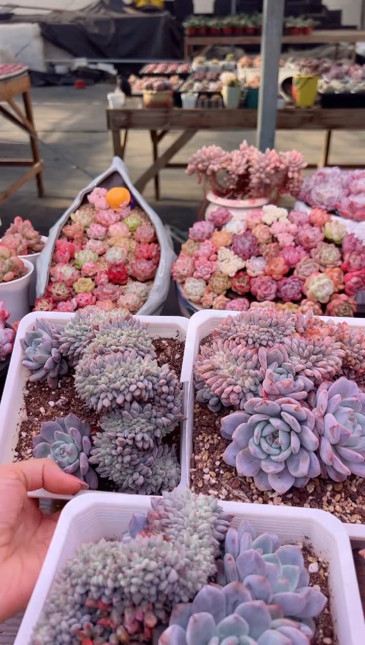 超大母本星影缀化一颗