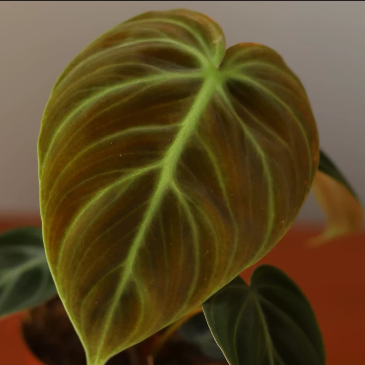 【巧克力蔓绿绒】巧克力蔓绿绒室内荧光观叶网红绿植盆栽