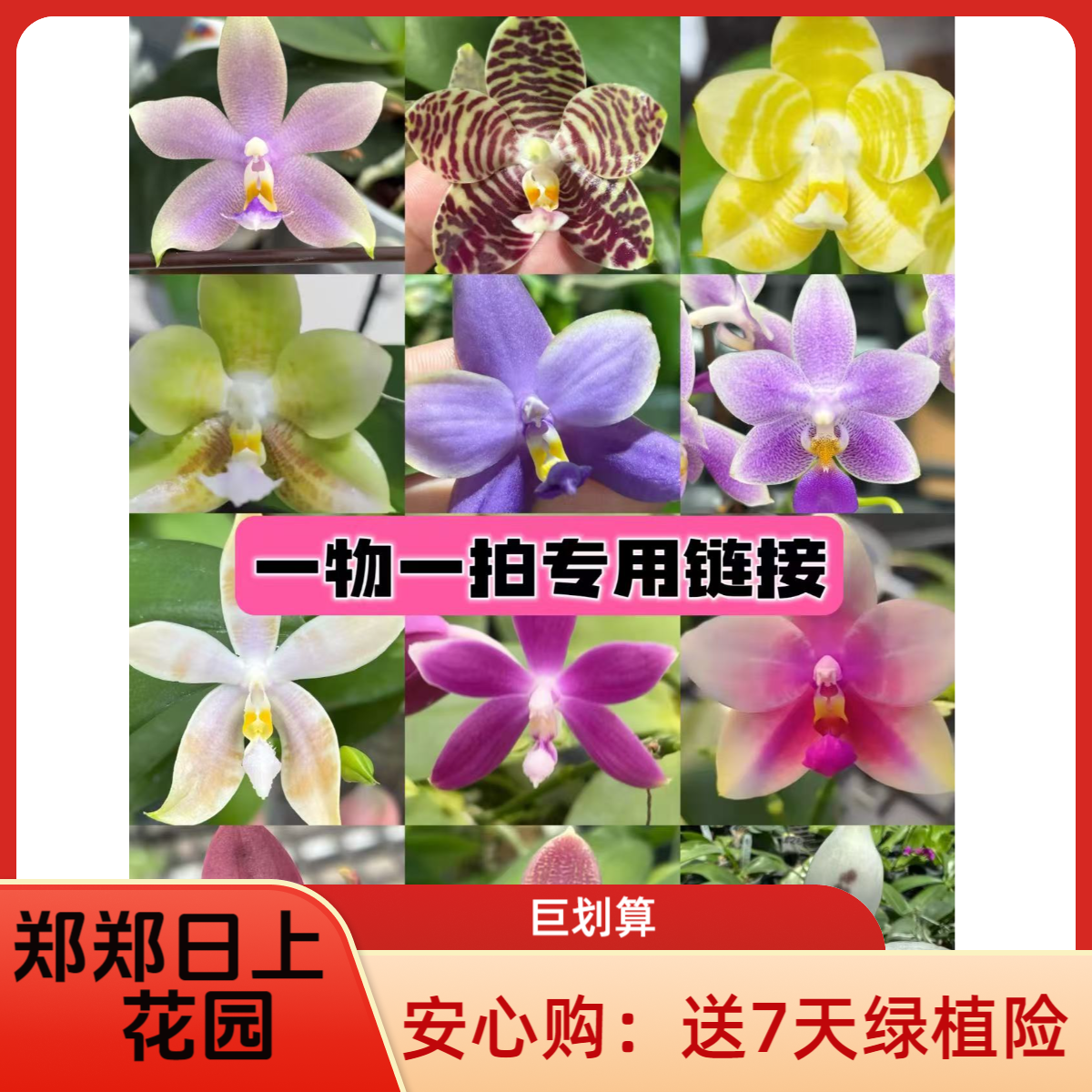 一物一拍   蓝鹰交蓝路德   叶损少根，介意勿拍