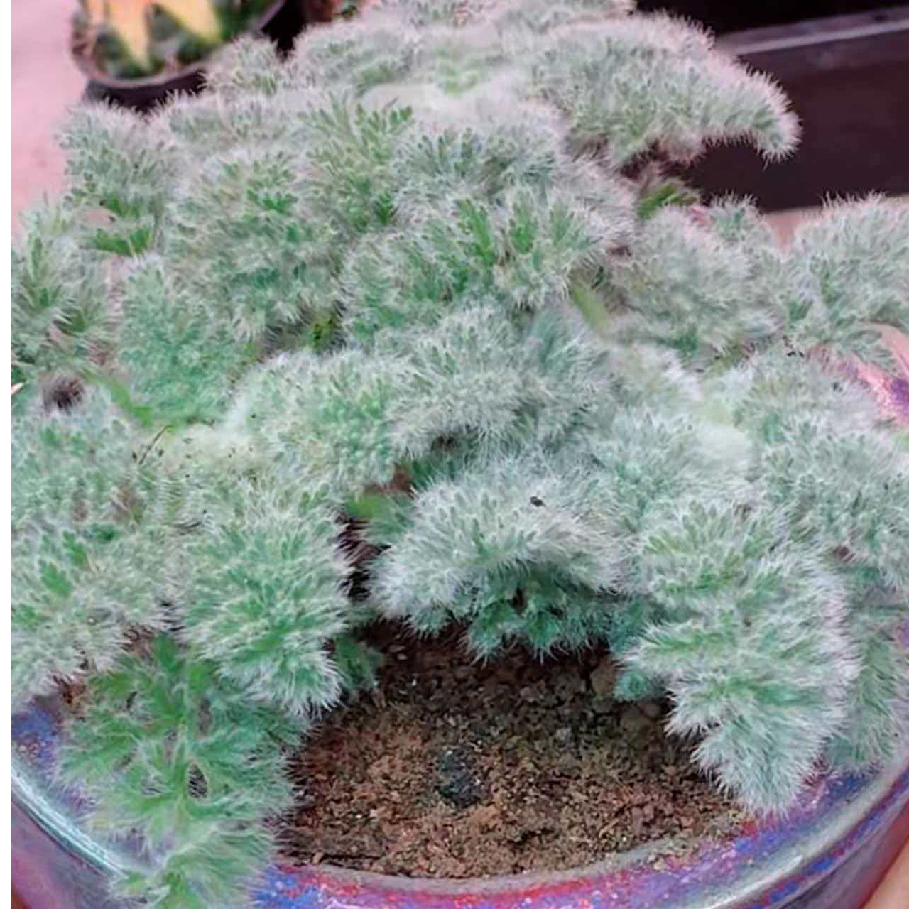 羽叶洋葵多肉植物