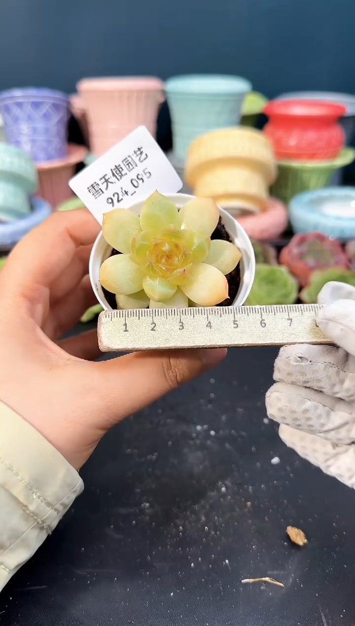 924-095青山（冠幅5cm）