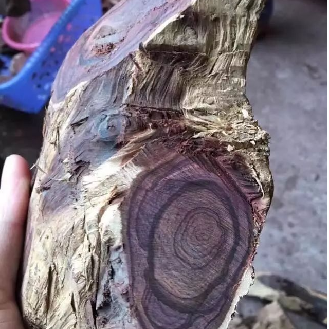海南黄花梨水波瘤疤