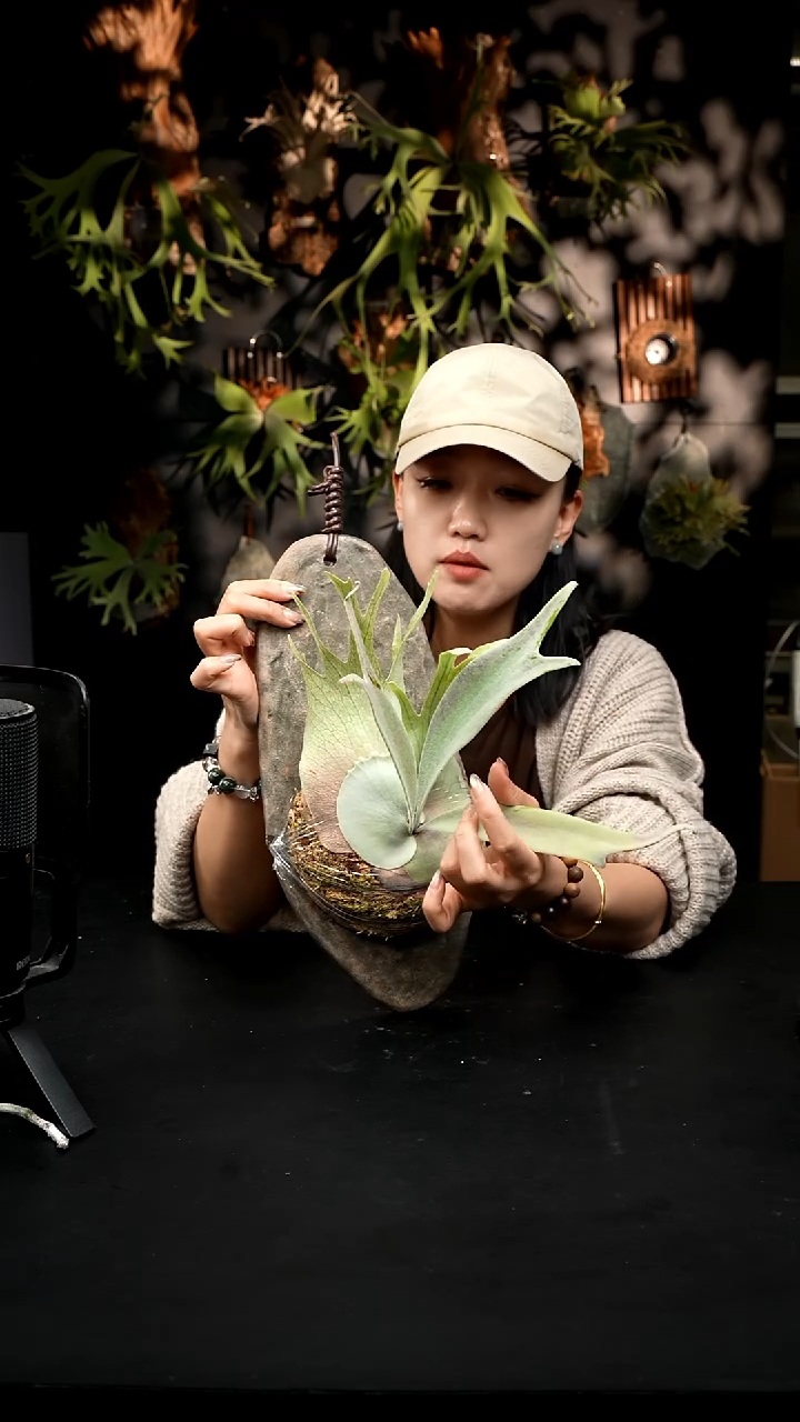 不开花植物LC1210-19（1）云雾之心