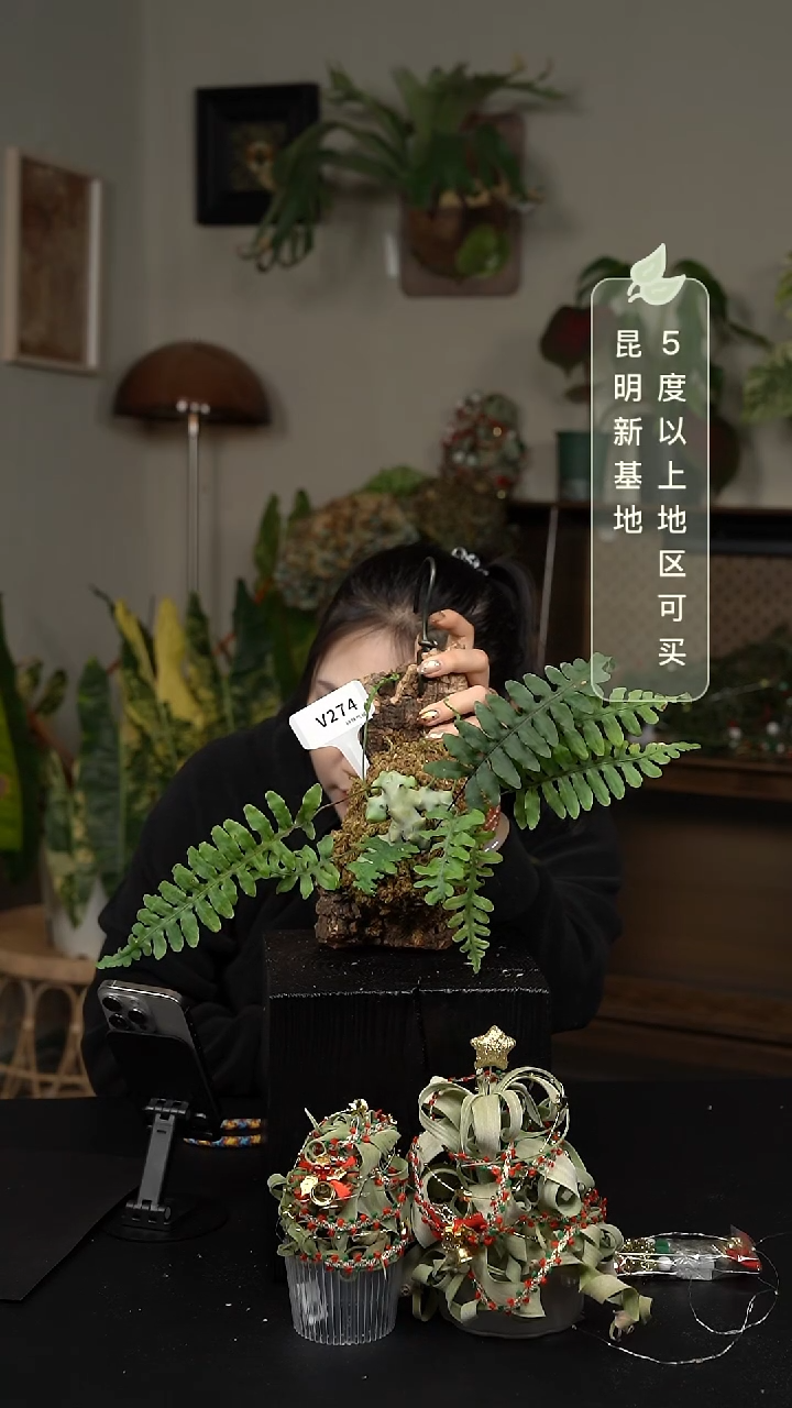 不开花植物V274-上板蓝蚁蕨