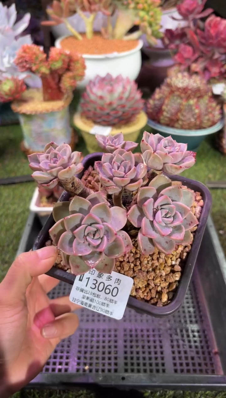 【闪购商品】13060