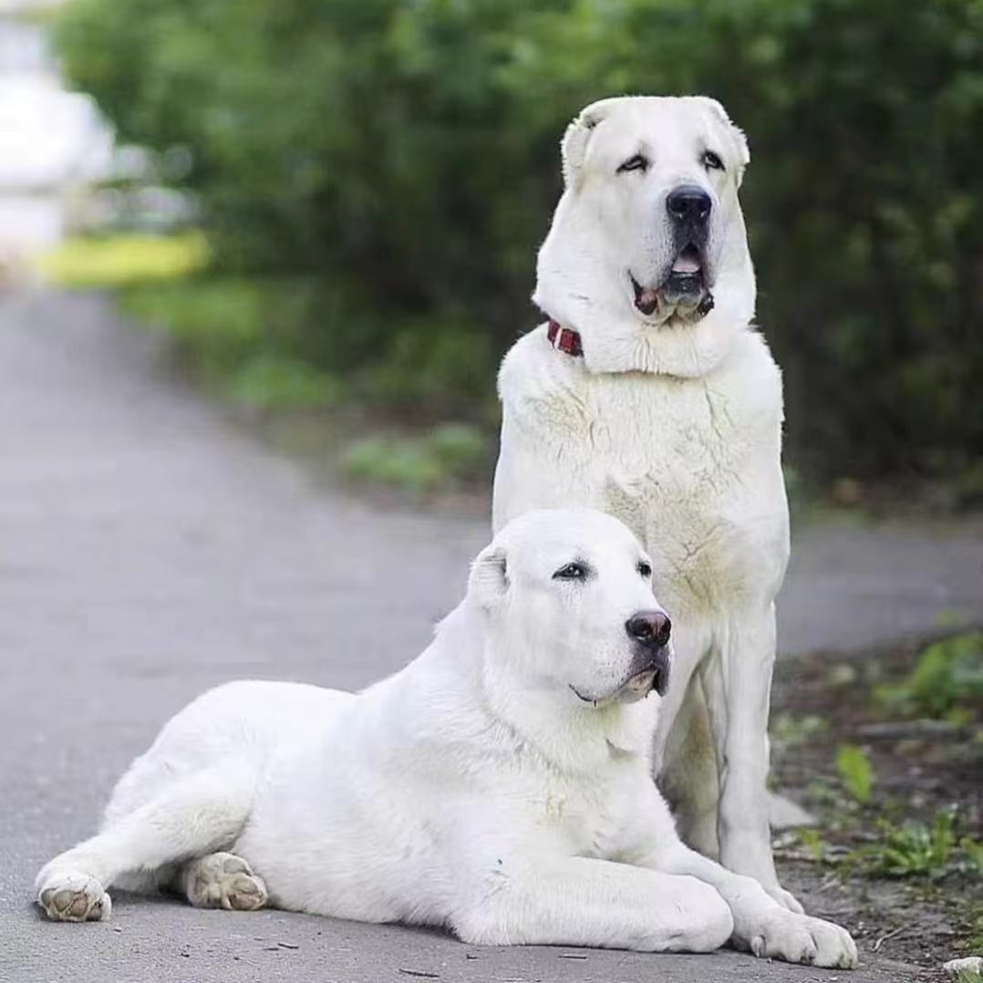 【丁姐养中亚B】宠物活体萌宠大型犬狗活体护卫犬猎犬中亚牧羊犬