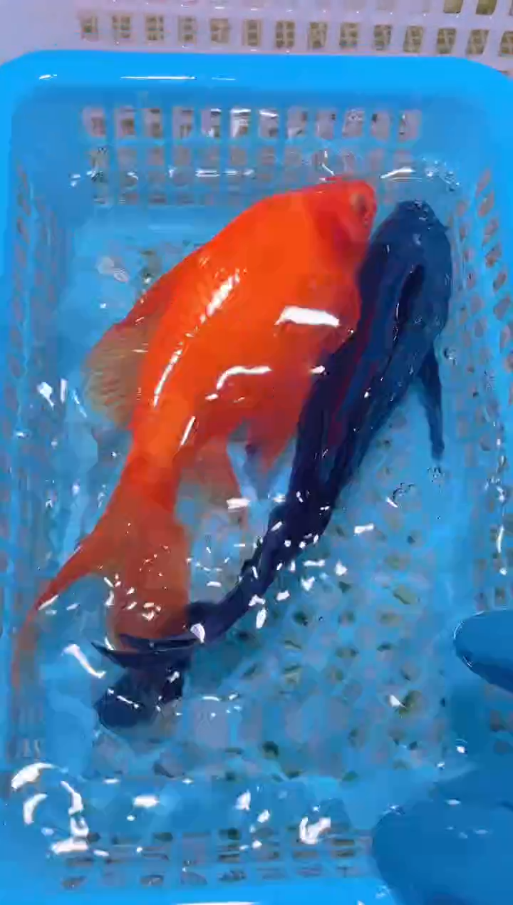 锦鲤冷水观赏鱼全场包邮207